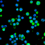 Immunofluorescent image of male chicken primordial germ cells labeled with DSHB antibody MC-480 (SSEA-1) against Stage-specific embryonic antigen 1/CD15/Fut4 (green). PMID: 39794966, Fig. 1E.